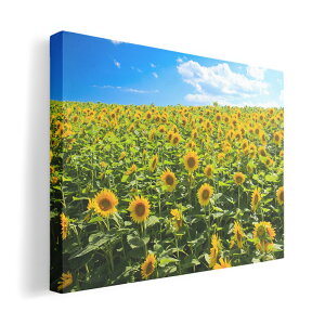 A[gpl G G  IׂTCY 594×841mm A1 _  ʐ^ tHg CeA  007936 ʐ^@ԁ@t[@@Ђ܂