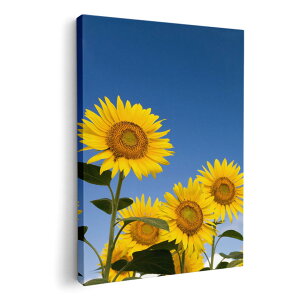 A[gpl G G  IׂTCY 594×841mm A1 _  ʐ^ tHg CeA  009265 t[@Ђ܂@ʐ^