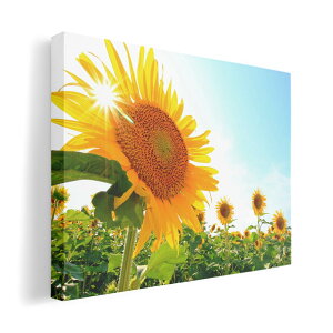 A[gpl G G  IׂTCY 594×841mm A1 _  ʐ^ tHg CeA  011440 ԁ@Ђ܂@ʐ^