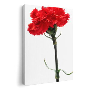 A[gpl G G  IׂTCY 594×841mm A1 _  ʐ^ tHg CeA  012928 ̓@J[l[V@