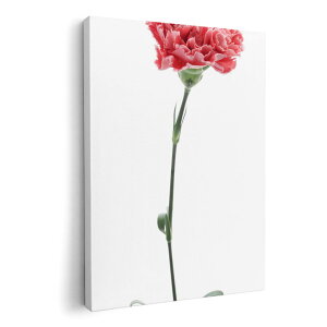 A[gpl G G  IׂTCY 594×841mm A1 _  ʐ^ tHg CeA  012937 ̓@J[l[V@