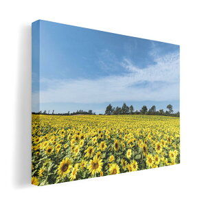 A[gpl G G  IׂTCY 594×841mm A1 _  ʐ^ tHg CeA  015740 Ђ܂@ԁ@iF@ʐ^