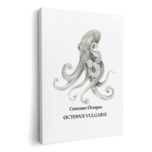 A[gpl G G  IׂTCY 594×841mm A1 _  ʐ^ tHg CeA  019730 C̐ ^R octopus