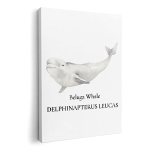 A[gpl G G  IׂTCY 594×841mm A1 _  ʐ^ tHg CeA  019747 C̐ VCJ beluga whale