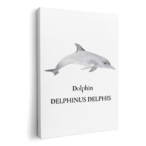 A[gpl G G  IׂTCY 594×841mm A1 _  ʐ^ tHg CeA  019748 C̐ CJ dolphin