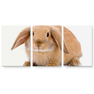 アートパネル 絵 絵画 飾り 選べるサイズ 594×841mm A1 3枚セット セット物 モダン 玄関 写真 フォト インテリア おしゃれ 001112 うさぎ 動物