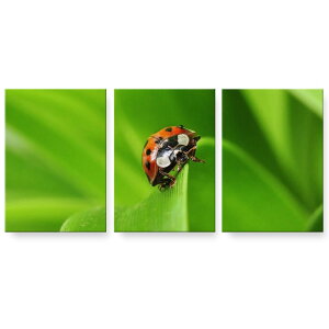 A[gpl G G  IׂTCY 594×841mm A1 3Zbg Zbg _  ʐ^ tHg CeA  001144 ĂƂ@
