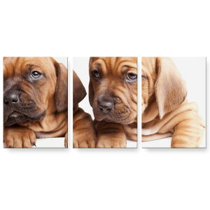 A[gpl 3A 3Zbg G G  igsticker 594mmx420mm A2 tHg Ǌ| ؘg CeA  001153 @