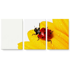 A[gpl G G  IׂTCY 594×841mm A1 3Zbg Zbg _  ʐ^ tHg CeA  001580 ԁ@egEV@Ԃт