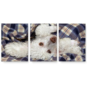 �A�[�g�p�l�� 3�A 3���Z�b�g �G �G�� ���� igsticker 594mmx420mm A2 �t�H�g �Ǌ|�� �ؘg �C���e���A ������� 002622 ���@�����@�ʐ^