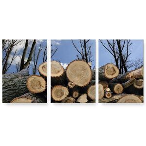 A[gpl G G  IׂTCY 594×841mm A1 3Zbg Zbg _  ʐ^ tHg CeA  002647 iF@i@ʐ^