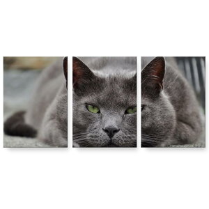 A[gpl 3A 3Zbg G G  igsticker 594mmx420mm A2 tHg Ǌ| ؘg CeA  002650 L@@ʐ^