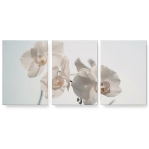 A[gpl G G  IׂTCY 594×841mm A1 3Zbg Zbg _  ʐ^ tHg CeA  022963 ԁ@ʐ^@Vv