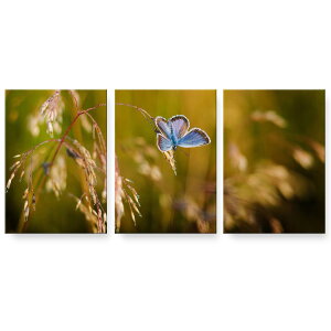 A[gpl 3A 3Zbg G G  igsticker 594mmx420mm A2 tHg Ǌ| ؘg CeA  023045 X@R@iF