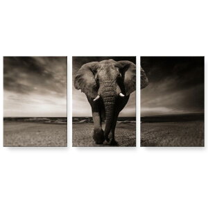 アートパネル 絵 絵画 飾り 選べるサイズ 594×841mm A1 3枚セット セット物 モダン 玄関 写真 フォト インテリア おしゃれ 023246 ゾウ 動物 アニマル