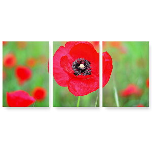 A[gpl G G  IׂTCY 594×841mm A1 3Zbg Zbg _  ʐ^ tHg CeA  023302 ԁ@t[@|s[