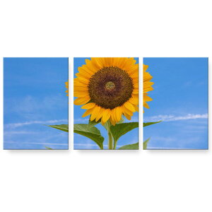 A[gpl G G  IׂTCY 594×841mm A1 3Zbg Zbg _  ʐ^ tHg CeA  023365 ԁ@t[@Ђ܂@ʐ^