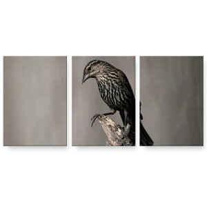 A[gpl 3A 3Zbg G G  igsticker 594mmx420mm A2 tHg Ǌ| ؘg CeA  023718 @@Aj}
