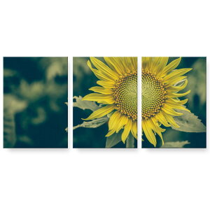 A[gpl G G  IׂTCY 594×841mm A1 3Zbg Zbg _  ʐ^ tHg CeA  023850 ԁ@t[@Ђ܂