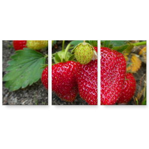 A[gpl G G  IׂTCY 594×841mm A1 3Zbg Zbg _  ʐ^ tHg CeA  026024 t[c@ʕ@