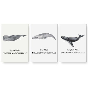 A[gpl G G  IׂTCY 594×841mm A1 3Zbg Zbg _  ʐ^ tHg CeA  019742 fUC C̐ }bRENW sperm whale