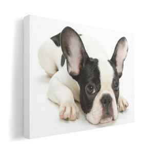 A[gpl G G  IׂTCY 420×594 mm A2 _  ʐ^ tHg CeA  000889 @t`uhbN