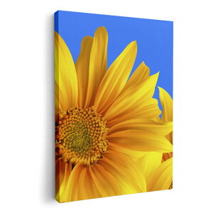 A[gpl G G  IׂTCY 420×594 mm A2 _  ʐ^ tHg CeA  001397 Ђ܂