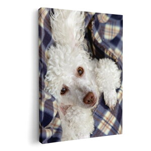 A[gpl G G  IׂTCY 420×594 mm A2 _  ʐ^ tHg CeA  002622 @@ʐ^