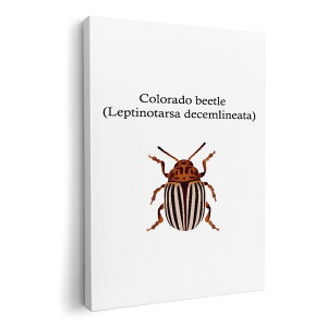 �A�[�g�p�l�� �G �G�� ���� �I�ׂ�T�C�Y 420×594 mm A2 ���_�� ���� �ʐ^ �t�H�g �C���e���A ������� 020022 �� colorado beetle �R�����h�n���V