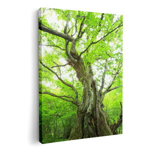 A[gpl G G  IׂTCY 420×594 mm A2 _  ʐ^ tHg CeA  005452 ʐ^@X@A