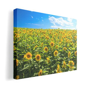 A[gpl G G  IׂTCY 420×594 mm A2 _  ʐ^ tHg CeA  007936 ʐ^@ԁ@t[@@Ђ܂