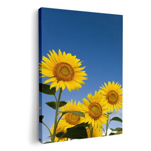 A[gpl G G  IׂTCY 420×594 mm A2 _  ʐ^ tHg CeA  009265 t[@Ђ܂@ʐ^