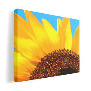 A[gpl G G  IׂTCY 420×594 mm A2 _  ʐ^ tHg CeA  011439 ԁ@Ђ܂@ʐ^