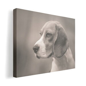 A[gpl G G  IׂTCY 420×594 mm A2 _  ʐ^ tHg CeA  011976 @ʐ^@ZsA