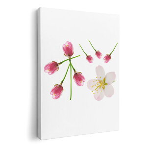 A[gpl G G  IׂTCY 420×594 mm A2 _  ʐ^ tHg CeA  012850 @ԁ@t