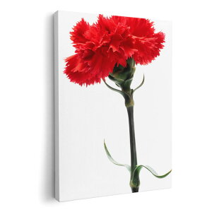 A[gpl G G  IׂTCY 420×594 mm A2 _  ʐ^ tHg CeA  012928 ̓@J[l[V@