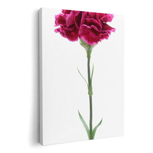 A[gpl G G  IׂTCY 420×594 mm A2 _  ʐ^ tHg CeA  012933 ̓@J[l[V@