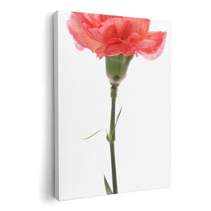 A[gpl G G  IׂTCY 420×594 mm A2 _  ʐ^ tHg CeA  012935 ̓@J[l[V@