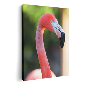 A[gpl G G  IׂTCY 420×594 mm A2 _  ʐ^ tHg CeA  014986 i@ʐ^@@t~S@