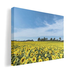 A[gpl G G  IׂTCY 420×594 mm A2 _  ʐ^ tHg CeA  015740 Ђ܂@ԁ@iF@ʐ^