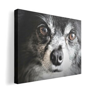 A[gpl G G  IׂTCY 420×594 mm A2 _  ʐ^ tHg CeA  018313  ʐ^