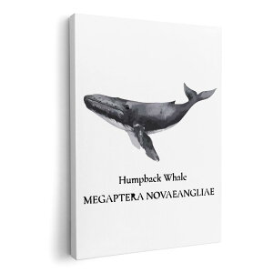 A[gpl G G  IׂTCY 420×594 mm A2 _  ʐ^ tHg CeA  019740 C̐ UgENW Humpback whale