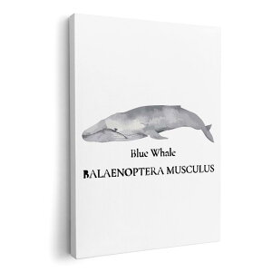 A[gpl G G  IׂTCY 420×594 mm A2 _  ʐ^ tHg CeA  019741 C̐ ViKXNW blue whale