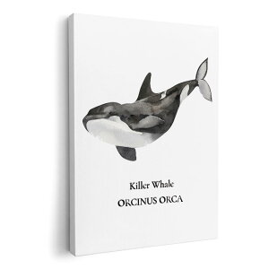 A[gpl G G  IׂTCY 420×594 mm A2 _  ʐ^ tHg CeA  019743 C̐ V` killer whale