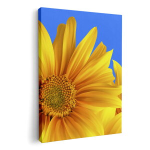 A[gpl G G  IׂTCY 420×297 mm A3 _  ʐ^ tHg CeA  001397 Ђ܂