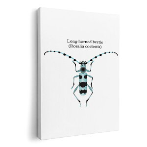 �A�[�g�p�l�� �G �G�� ���� �I�ׂ�T�C�Y 420×297 mm A3 ���_�� ���� �ʐ^ �t�H�g �C���e���A ������� 020011 �� Rosalia coelestis �R�G���X�e�B�X