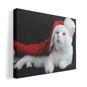 A[gpl G G  IׂTCY 420×297 mm A3 _  ʐ^ tHg CeA  023088 L@ʐ^@NX}X@T^N[X