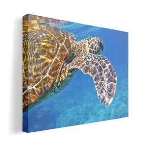 A[gpl G G  IׂTCY 420×297 mm A3 _  ʐ^ tHg CeA  023782 J@C@ʐ^