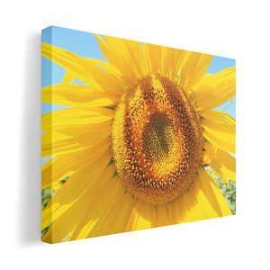 A[gpl G G  IׂTCY 420×297 mm A3 _  ʐ^ tHg CeA  023849 ԁ@t[@Ђ܂