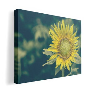 A[gpl G G  IׂTCY 420×297 mm A3 _  ʐ^ tHg CeA  023850 ԁ@t[@Ђ܂